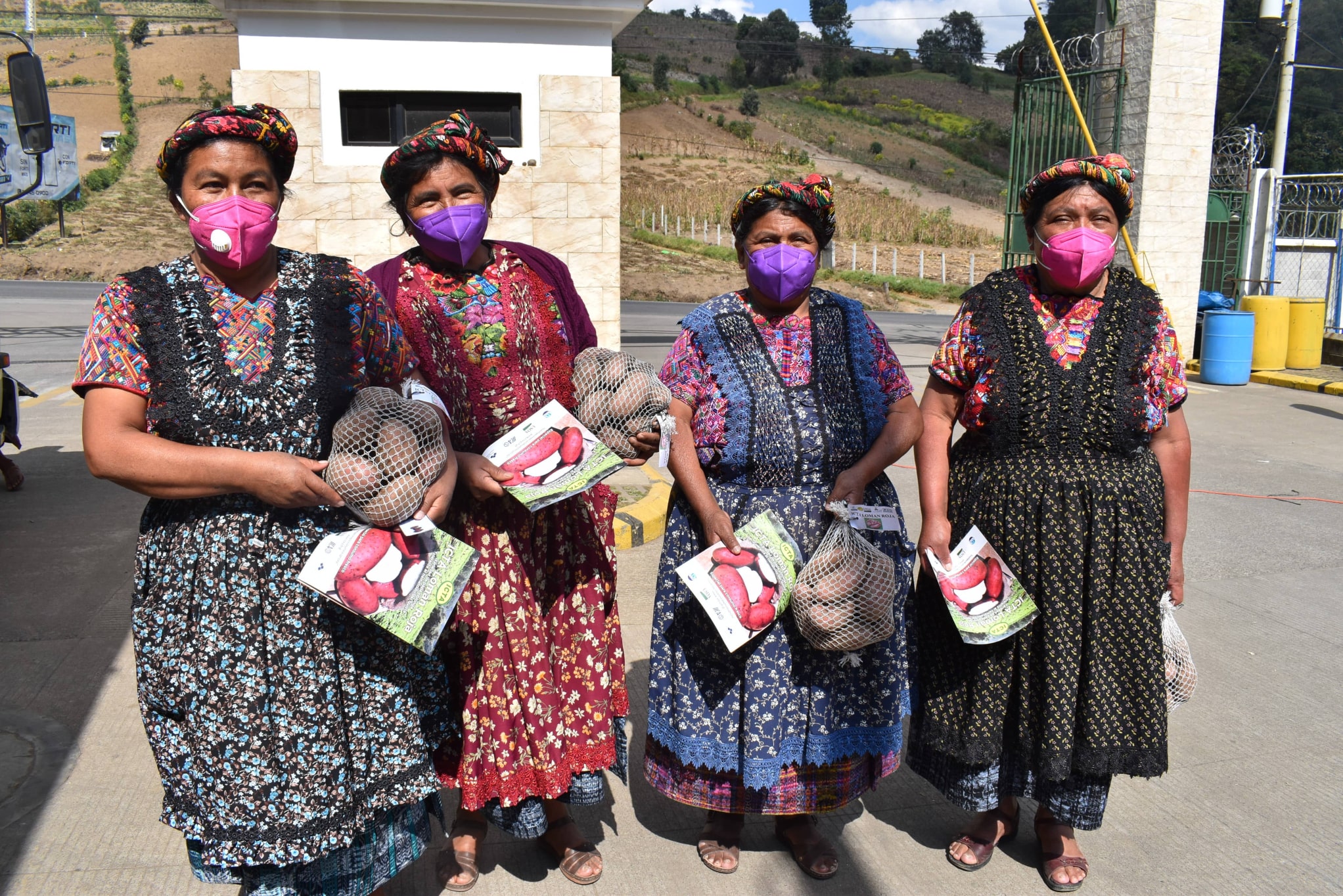 Promoción papa ICTA Loman Roja